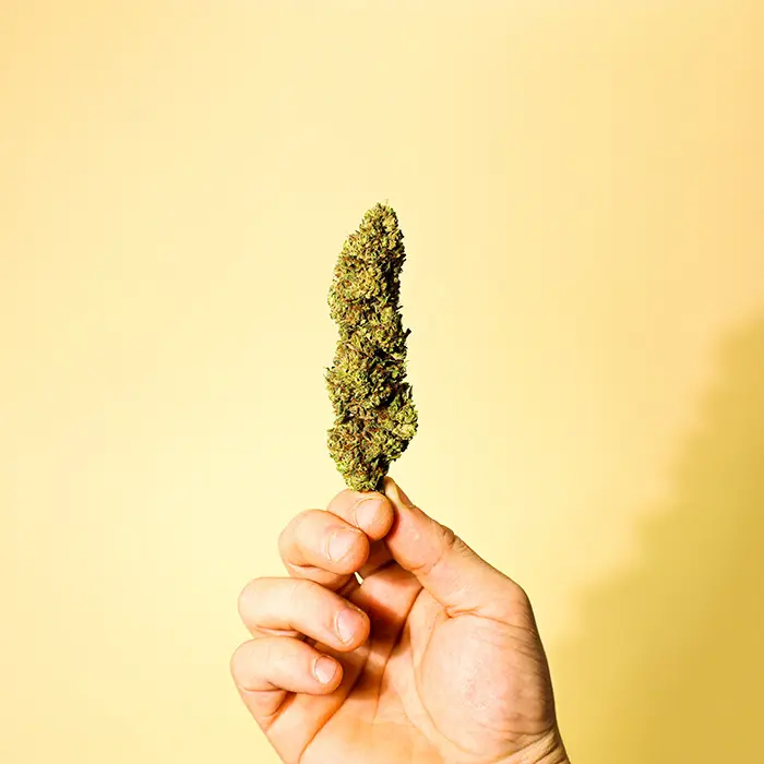 Cannabis Dispensaries